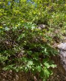 Laser trilobum. Зацветающее растение. Крым, Кировский р-н, окр. с. Грушёвка и г. Старый Крым, осыпающийся глинистый склон возле грунтовой дороги. 03.05.2025.