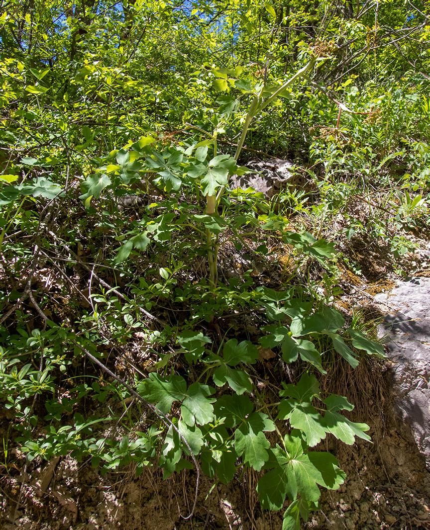 Image of Laser trilobum specimen.