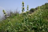 род Phlomoides