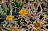 Carlina hispanica