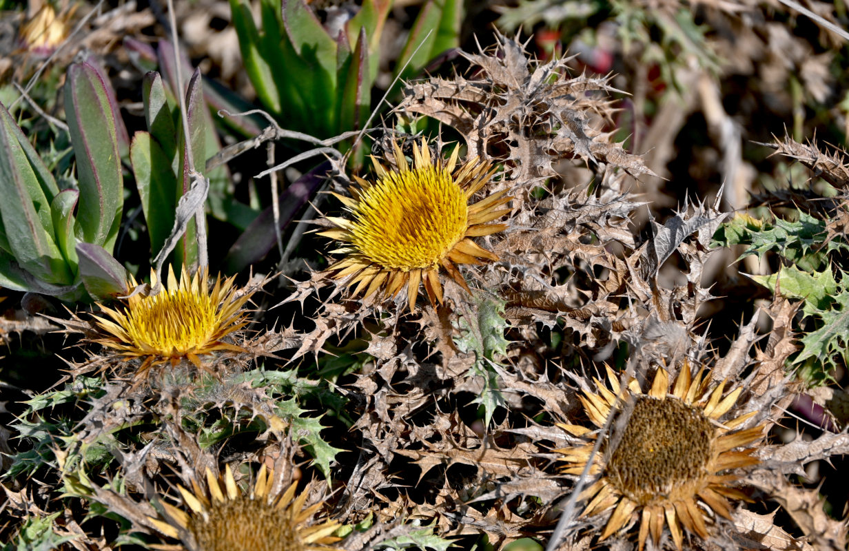 Image of Carlina hispanica specimen.