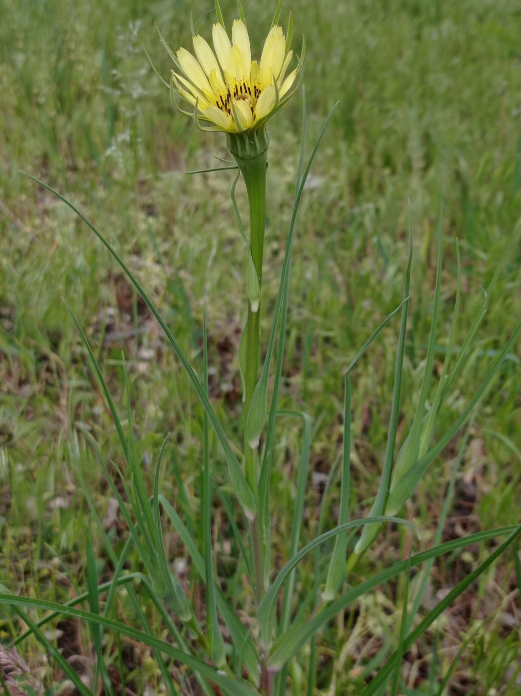 Image of Tragopogon dubius specimen.