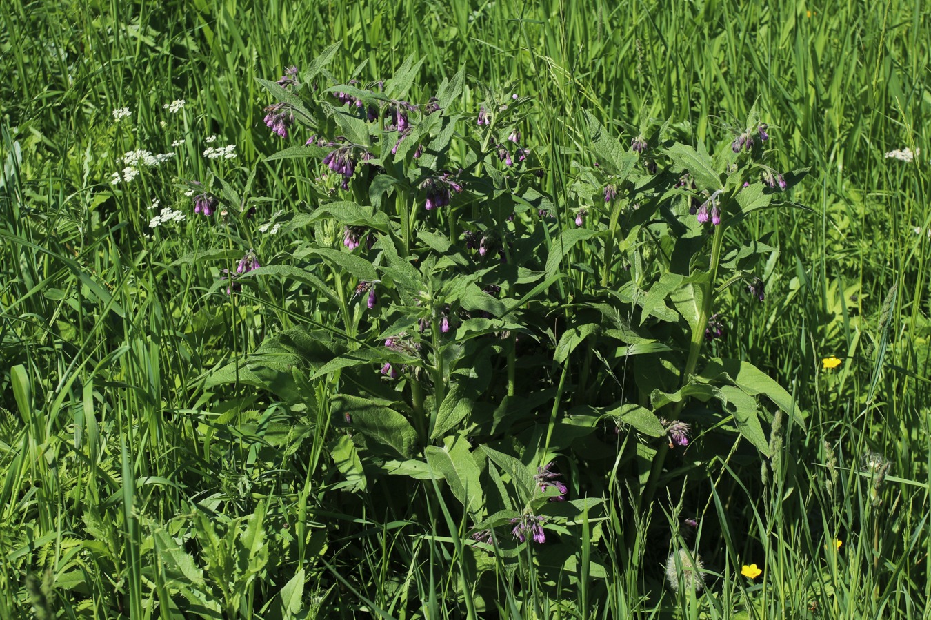 Изображение особи Symphytum officinale.
