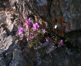 Rhododendron ledebourii. Цветущее растение в расселине скалы. Алтай, Шебалинский р-н, окр. с. Камлак. 23.04.2011.