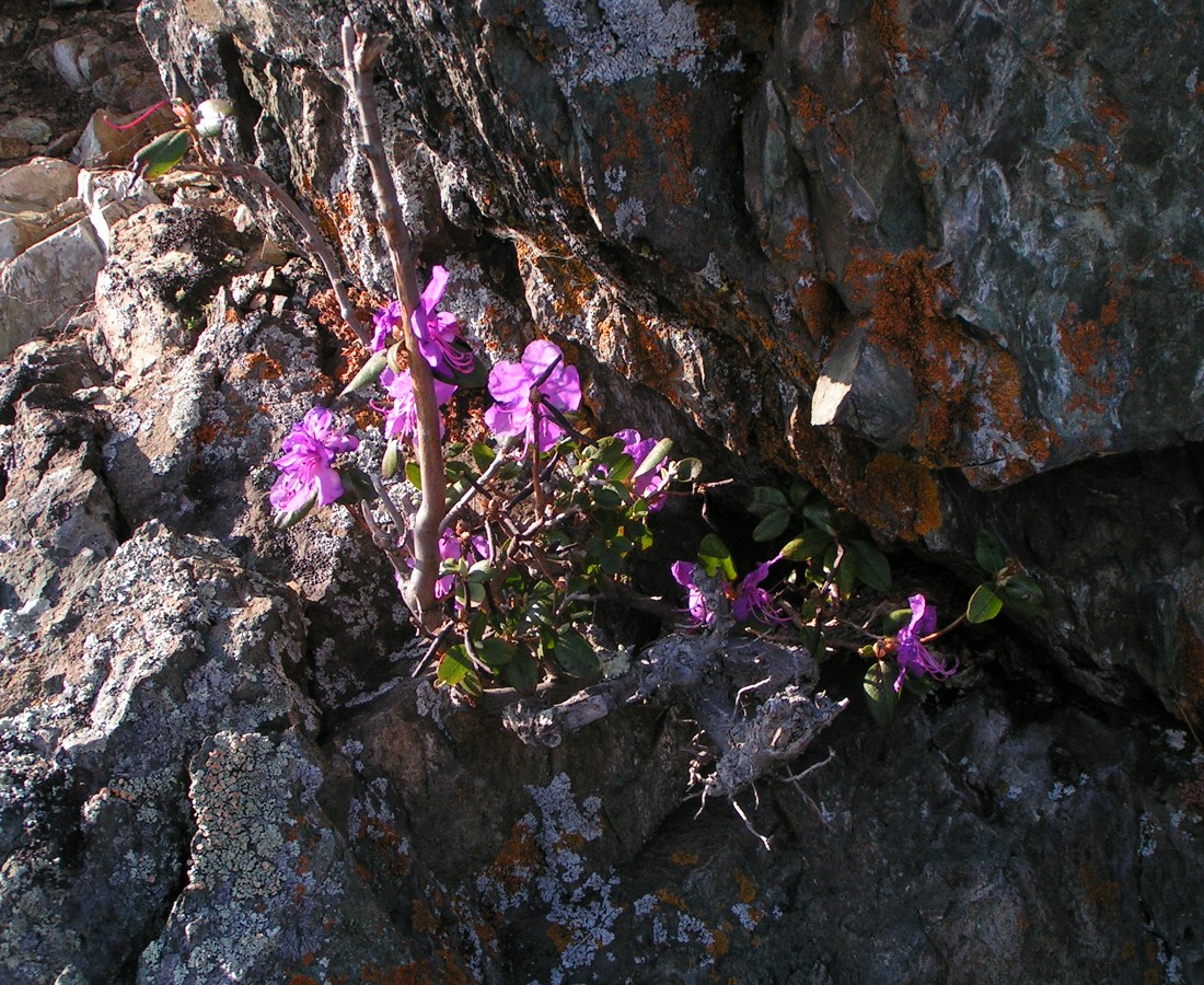 Image of Rhododendron ledebourii specimen.