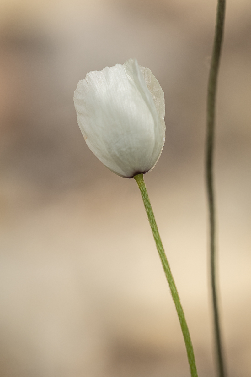 Image of Papaver albiflorum specimen.
