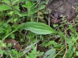 род Plantago