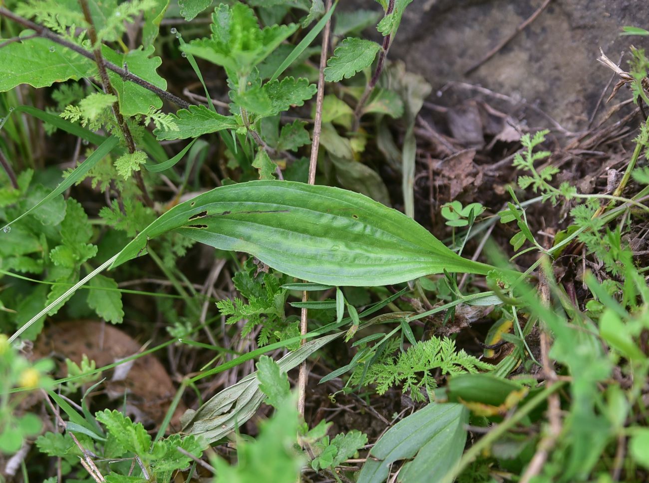 Изображение особи род Plantago.