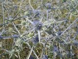 Eryngium caeruleum