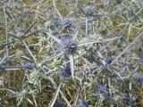 Eryngium caeruleum. Верхняя часть цветущего растения. Северо-Восточный Иран, пров. Голестан, Прикаспийская низменность; на обочине дороги. Начало августа 2005 г.