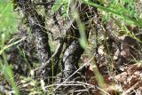 genus Astragalus. Нижняя часть растения. Грузия, край Самцхе-Джавахети, Ахалцихский муниципалитет, левый борт р. Цинубанисцкали, 1,8 км выше по течению от горячего источника Цинубани, гребень небольшого отрога, выс. 1155 м н.у.м., лужок перед дубовой рощей. 9 июня 2026 г.