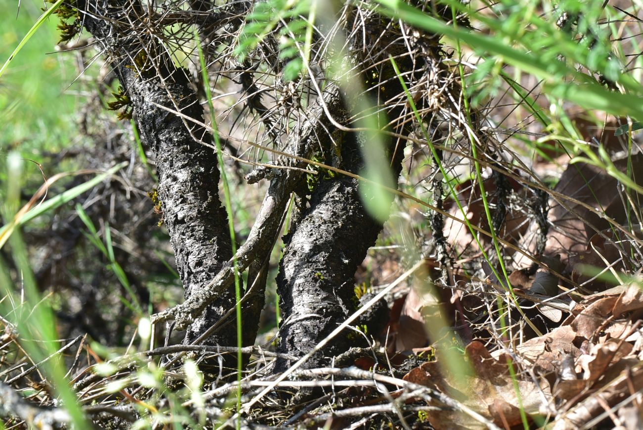 Image of genus Astragalus specimen.