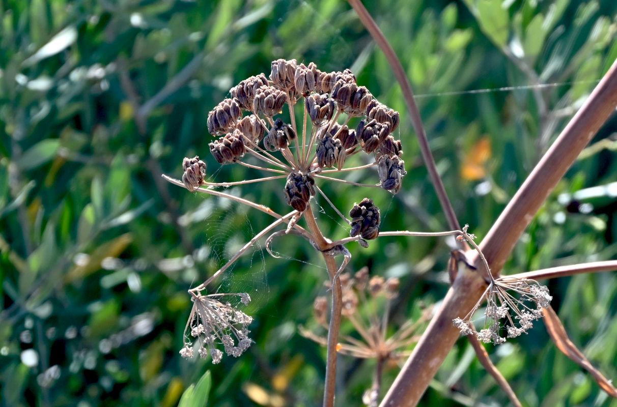 Image of Ferula communis specimen.
