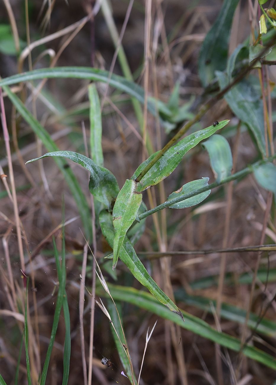 Изображение особи род Tragopogon.
