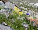 Pedicularis condensata. Цветущие растения. Кабардино-Балкария, Черекский р-н, дол. р. Туранашки, ≈ 2800 м н.у.м., моренные отложения. 28.07.2026.