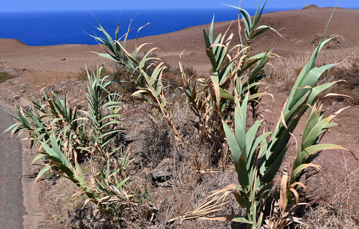 Изображение особи Arundo donax.