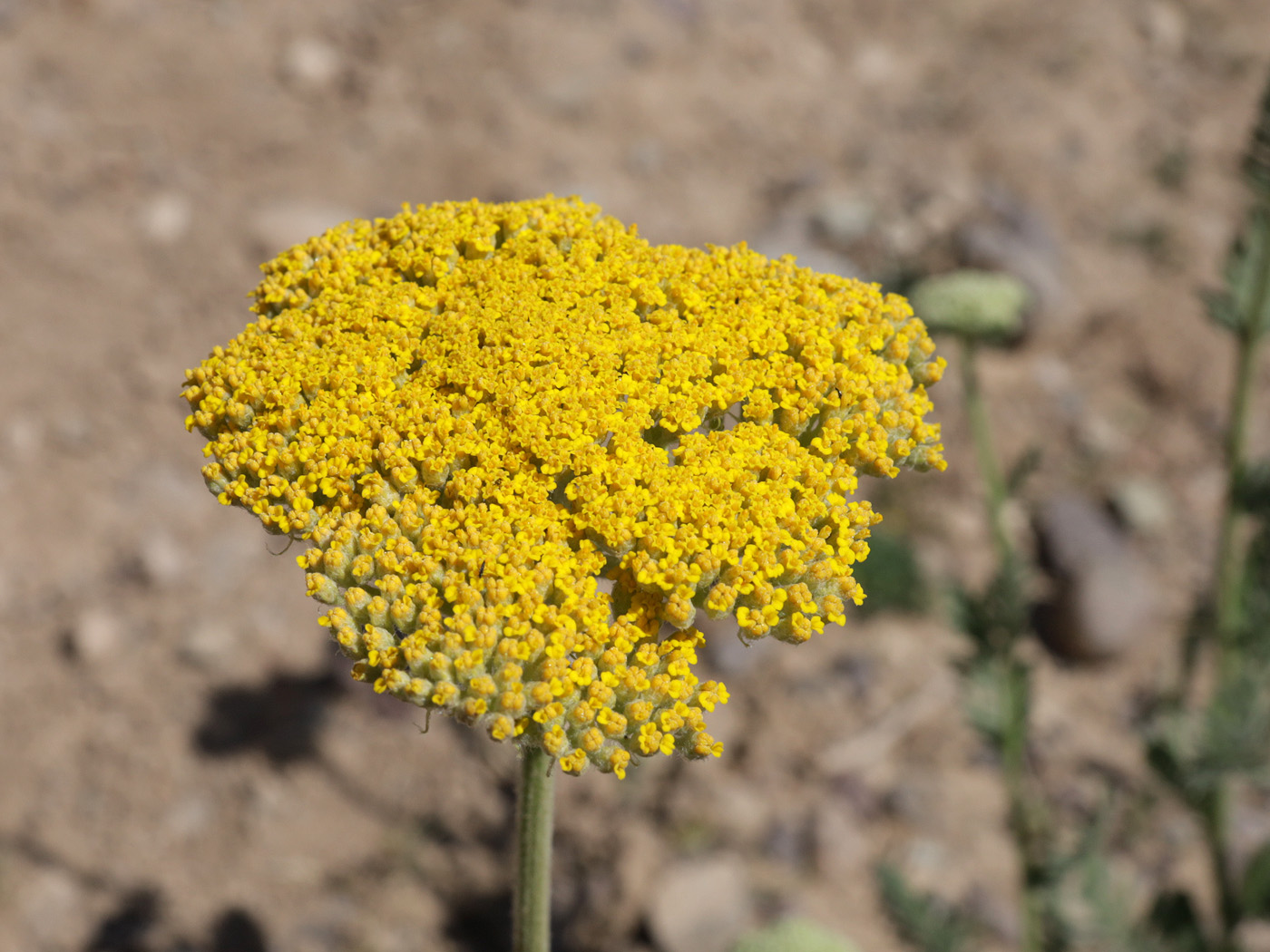 Image of Achillea filipendulina specimen.