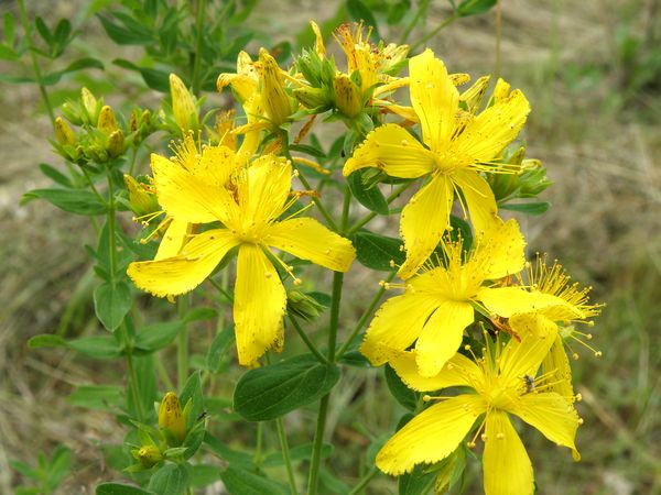 Изображение особи Hypericum perforatum.