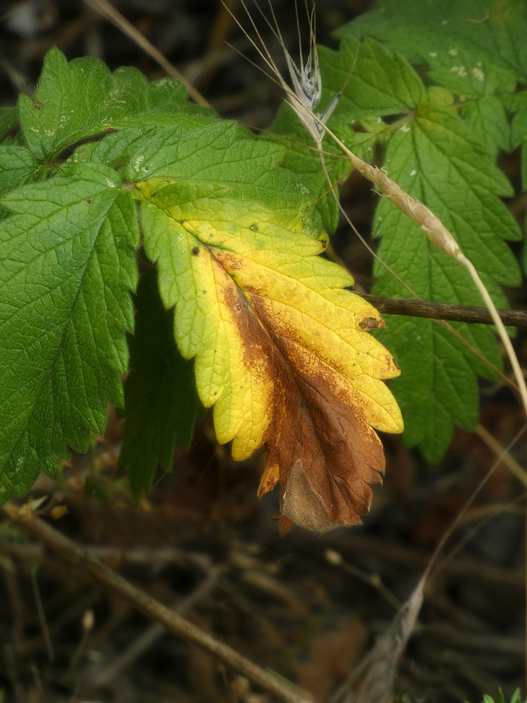 Изображение особи Agrimonia eupatoria.