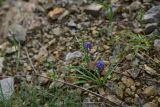 genus Muscari. Цветущие растения. Турция, ил Артвин, р-н Юсуфели, левый берег р. Бархал-Чайи над порогом, выс. 1800 м н.у.м., скальная полка. 14 июня 2026 г.