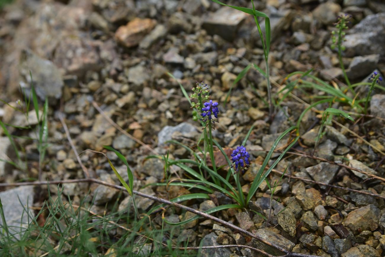 Image of genus Muscari specimen.