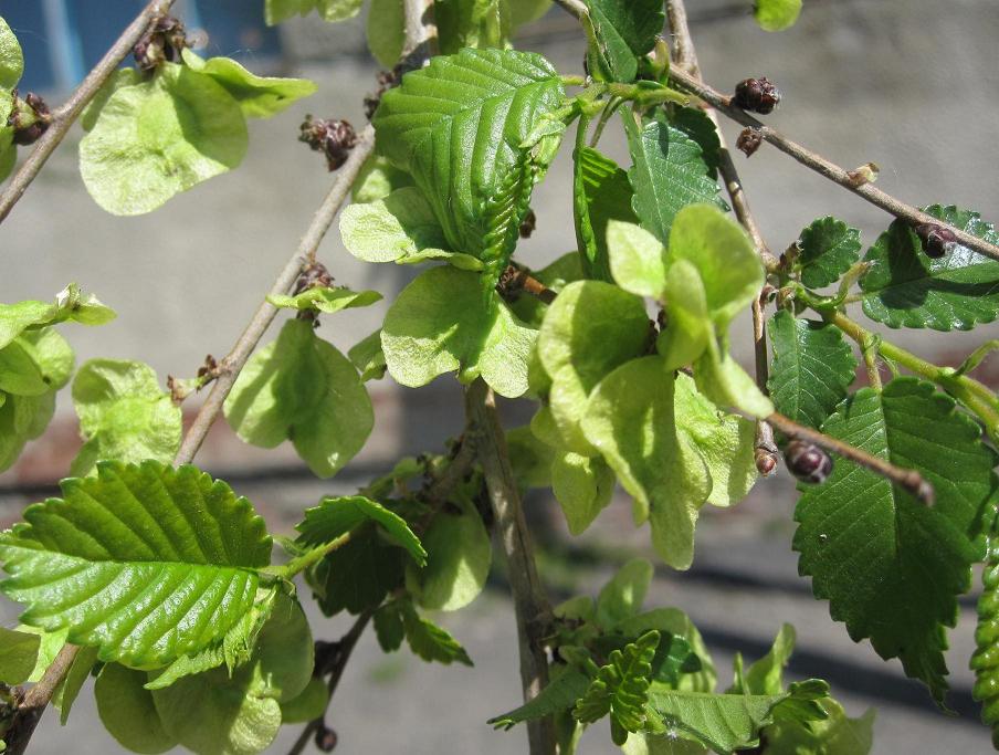 Image of Ulmus pumila specimen.