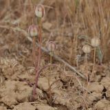 Tulipa biflora. Растения с плодами. Волгоградская обл., Палласовский р-н, окр. оз. Эльтон, долина р. Хара. 22.05.2011.