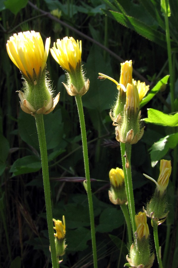 Изображение особи Crepis alpina.