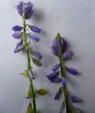 Image of taxon representative. Author is Елена Журба
