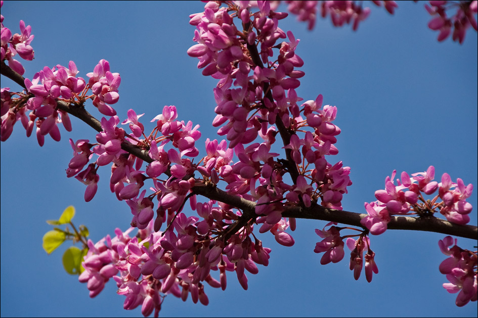 Image of Cercis siliquastrum specimen.