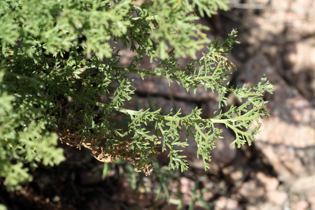 Image of Tanacetopsis submarginata specimen.