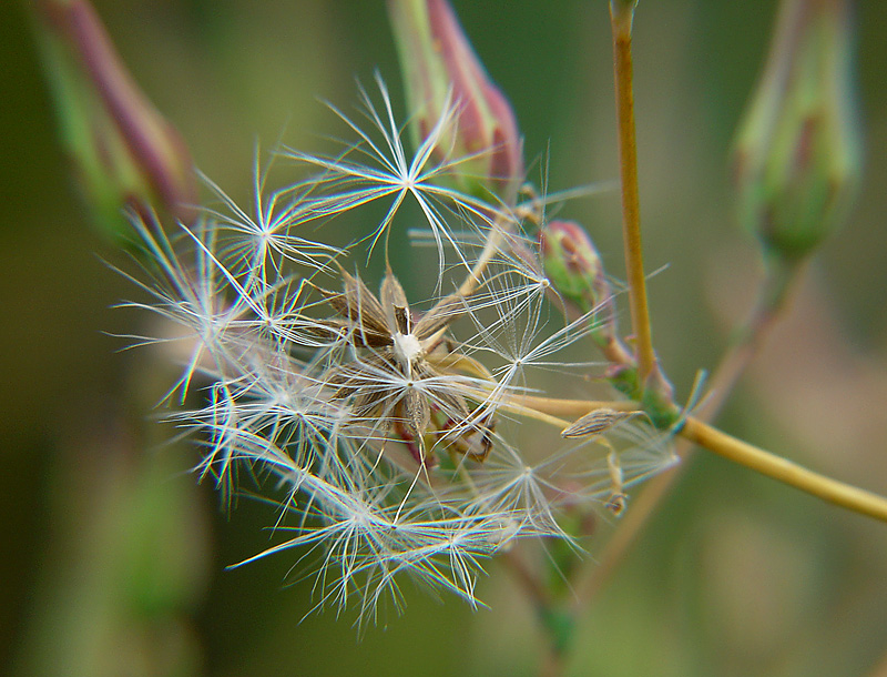 Image of Lactuca serriola specimen.