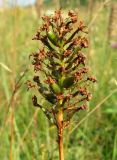 Anacamptis pyramidalis