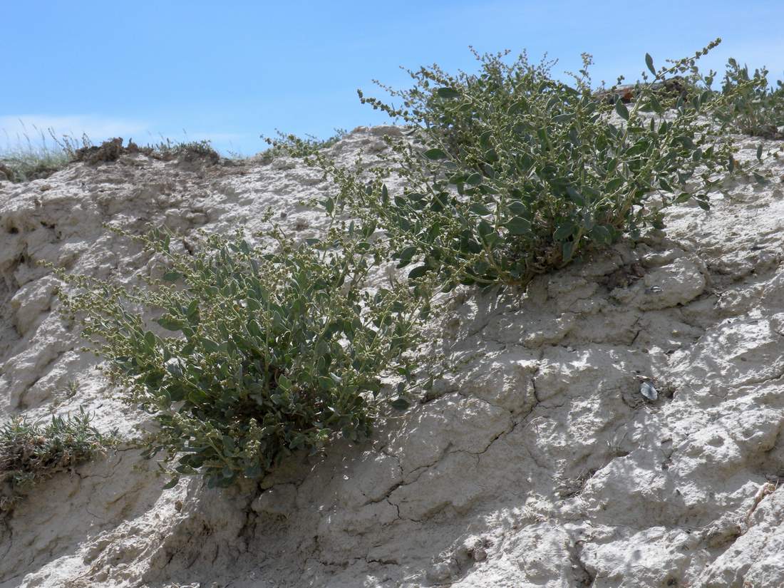 Изображение особи Chenopodium frutescens.