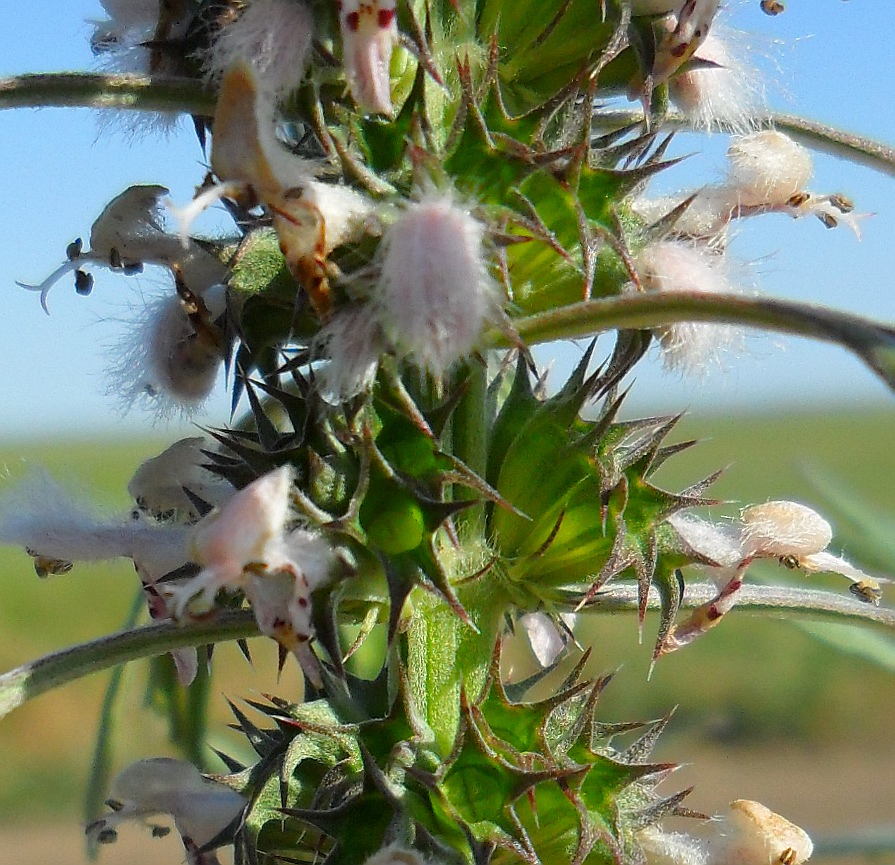 Изображение особи Leonurus glaucescens.