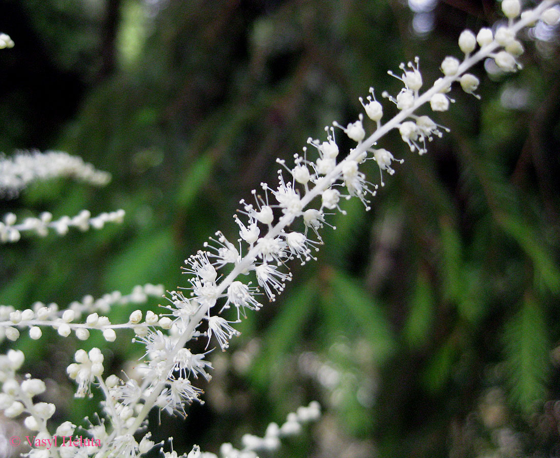 Изображение особи Aruncus sylvestris.