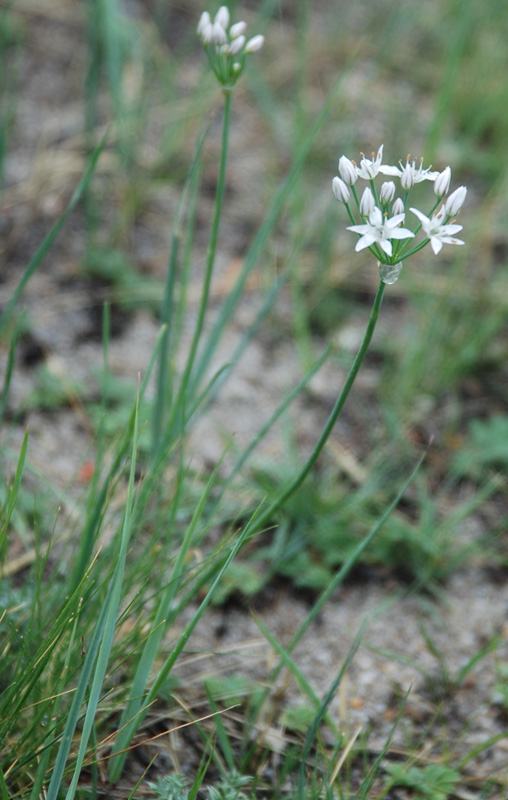 Изображение особи Allium ramosum.