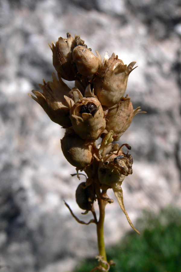 Image of Linaria vulgaris specimen.