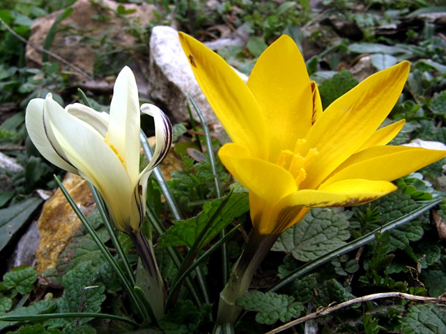 Изображение особи Crocus angustifolius.