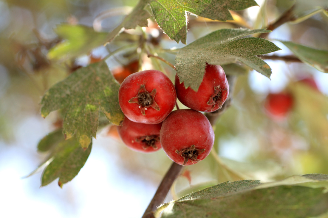 Изображение особи Crataegus turkestanica.