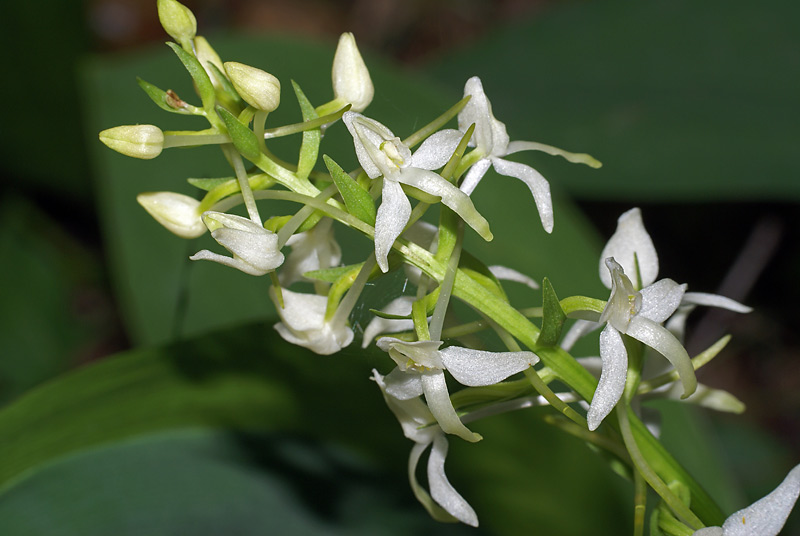 Изображение особи Platanthera bifolia.