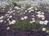 Anthemis iberica