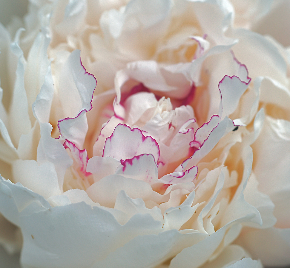 Image of Paeonia lactiflora specimen.