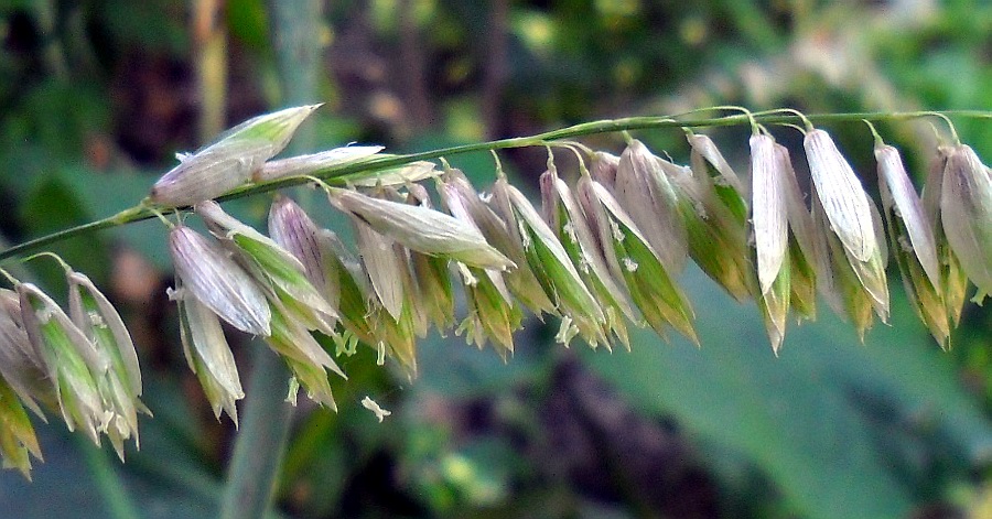 Изображение особи Melica altissima.