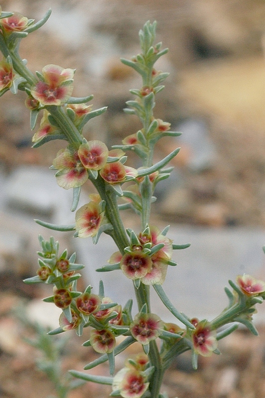 Image of Salsola rosacea specimen.