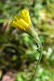 Crepis tectorum