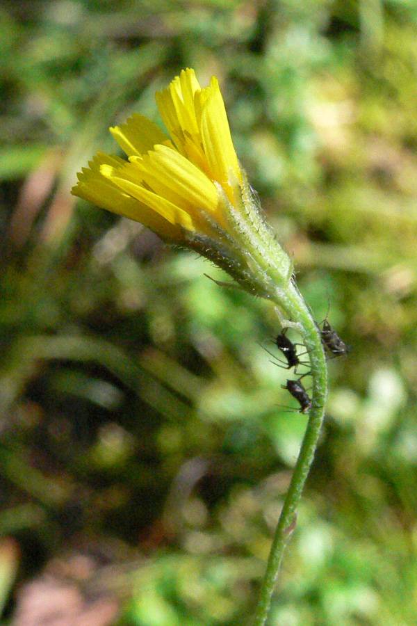 Изображение особи Crepis tectorum.