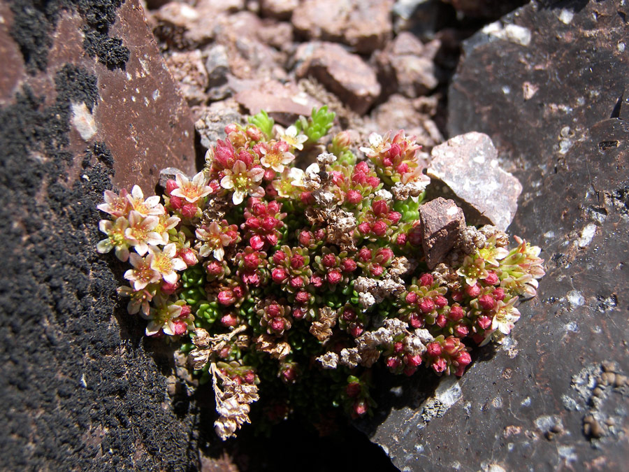 Изображение особи Sedum tenellum.