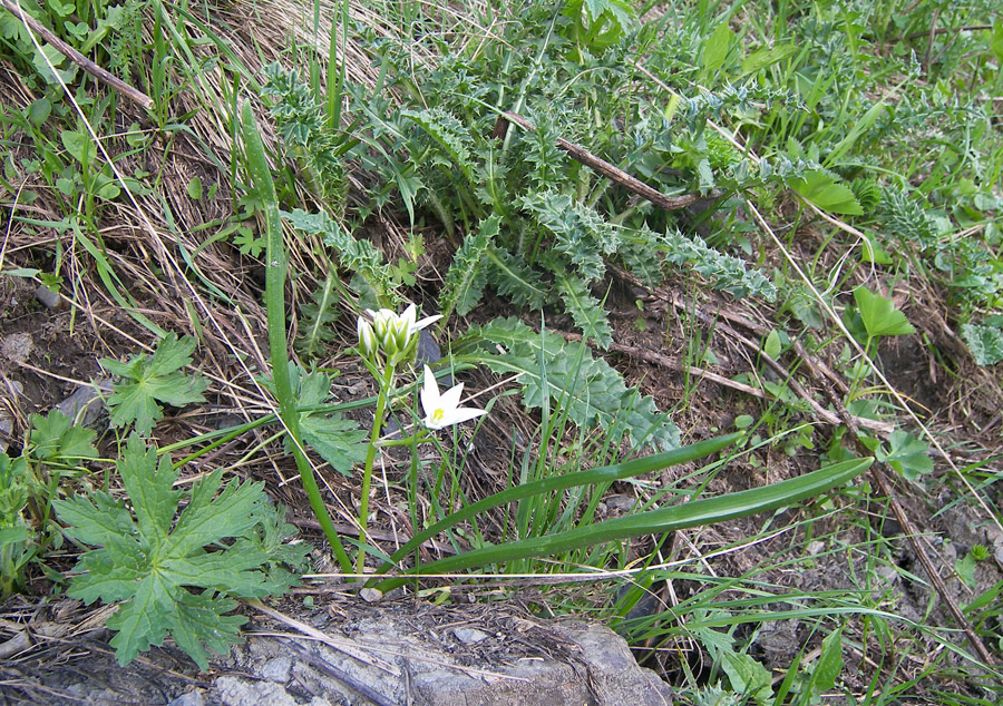 Изображение особи Ornithogalum balansae.