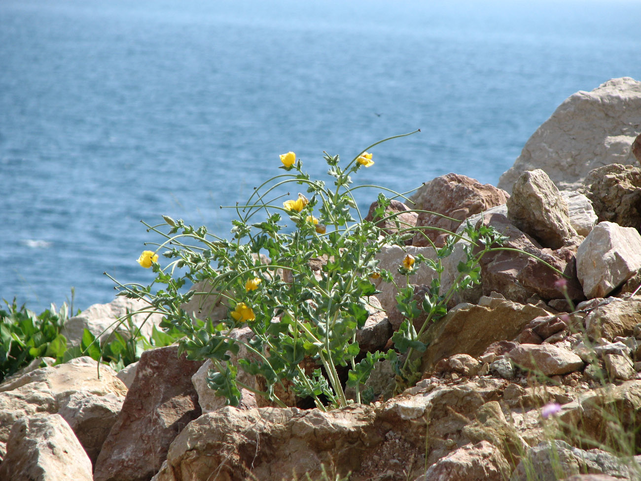 Изображение особи Glaucium flavum.